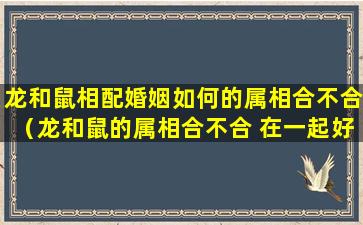 龙和鼠相配婚姻如何的属相合不合（龙和鼠的属相合不合 在一起好吗）